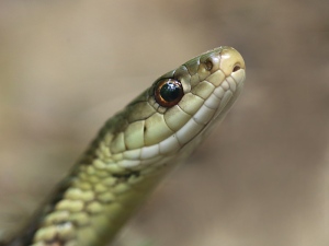 8-5-13-snake-eyes